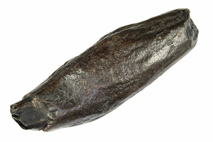 Fossil Sperm Whale (Scaldicetus) Tooth - South Carolina #299374